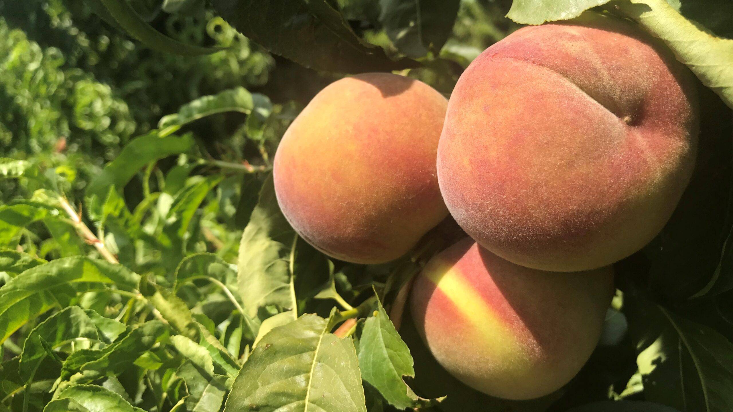 certis-guía-frutales|certis-guía-frutales|certis-guía-frutales